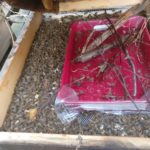 Totenfall im Stock Beeancas
