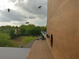 Anflug ans Bienenloch