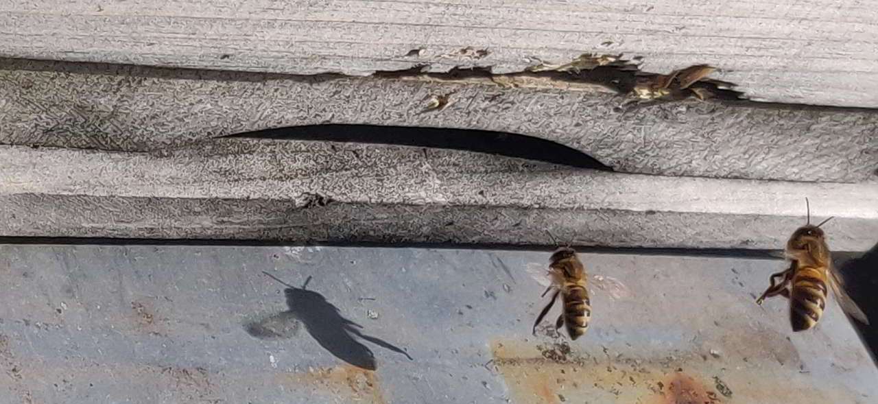Anflug zweier Bienen aufs Flugloch