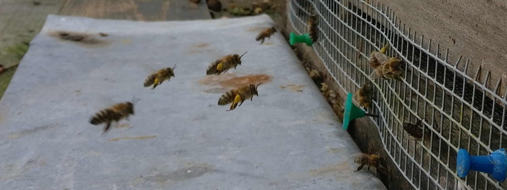 Pollenbeladene Bienen im Anflug