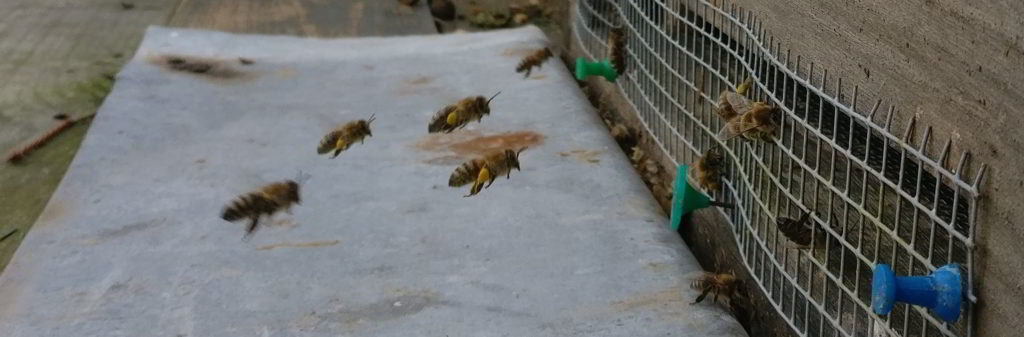 Anflug ans Flugloch mit Mäusegitter. Bienen tragen den Pollen in ihren Höschen in den Bienenstock.