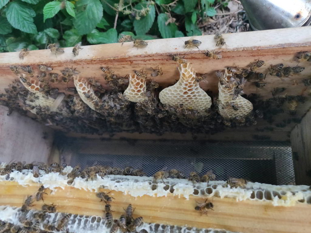 Ein Blick in den Bienenstock zeigt 5 der 7 Magischen "Produkte"