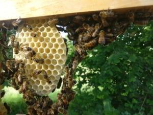 Abhängende Bienen