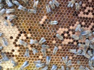 verschiedenfarbiger Pollen in der Wabe