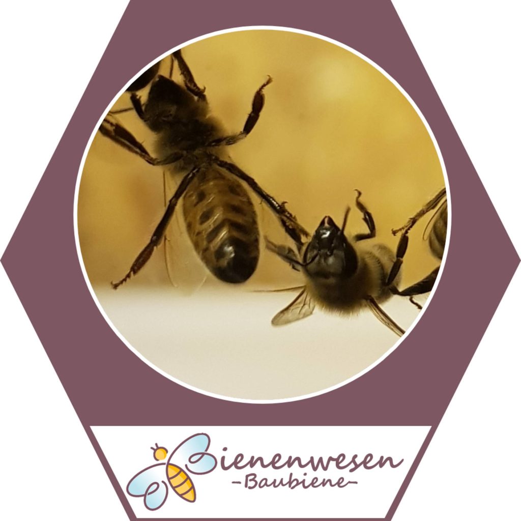 baubiene Bienenwesen