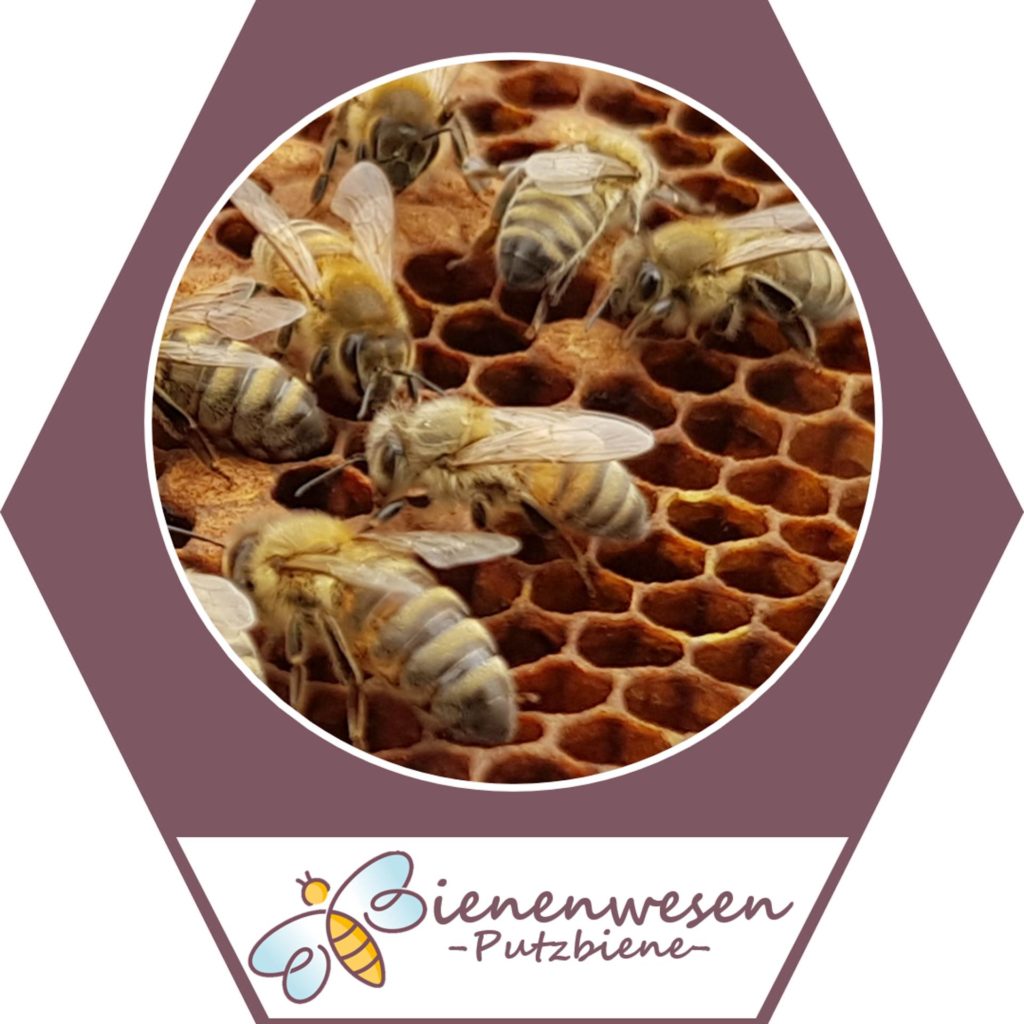 Raumpflegerin Bienenwesen