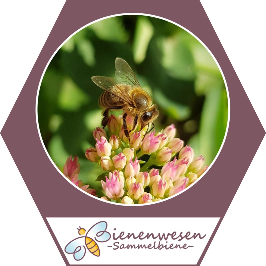 Sammlerin Bienenwesen