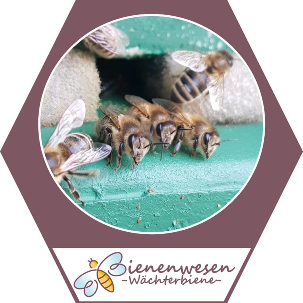 Wächterin Bienenwesen