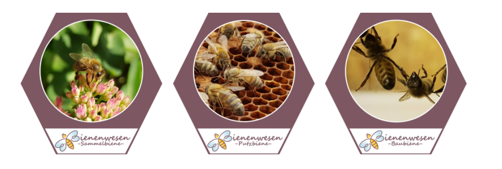 Bienenwesen_Banner