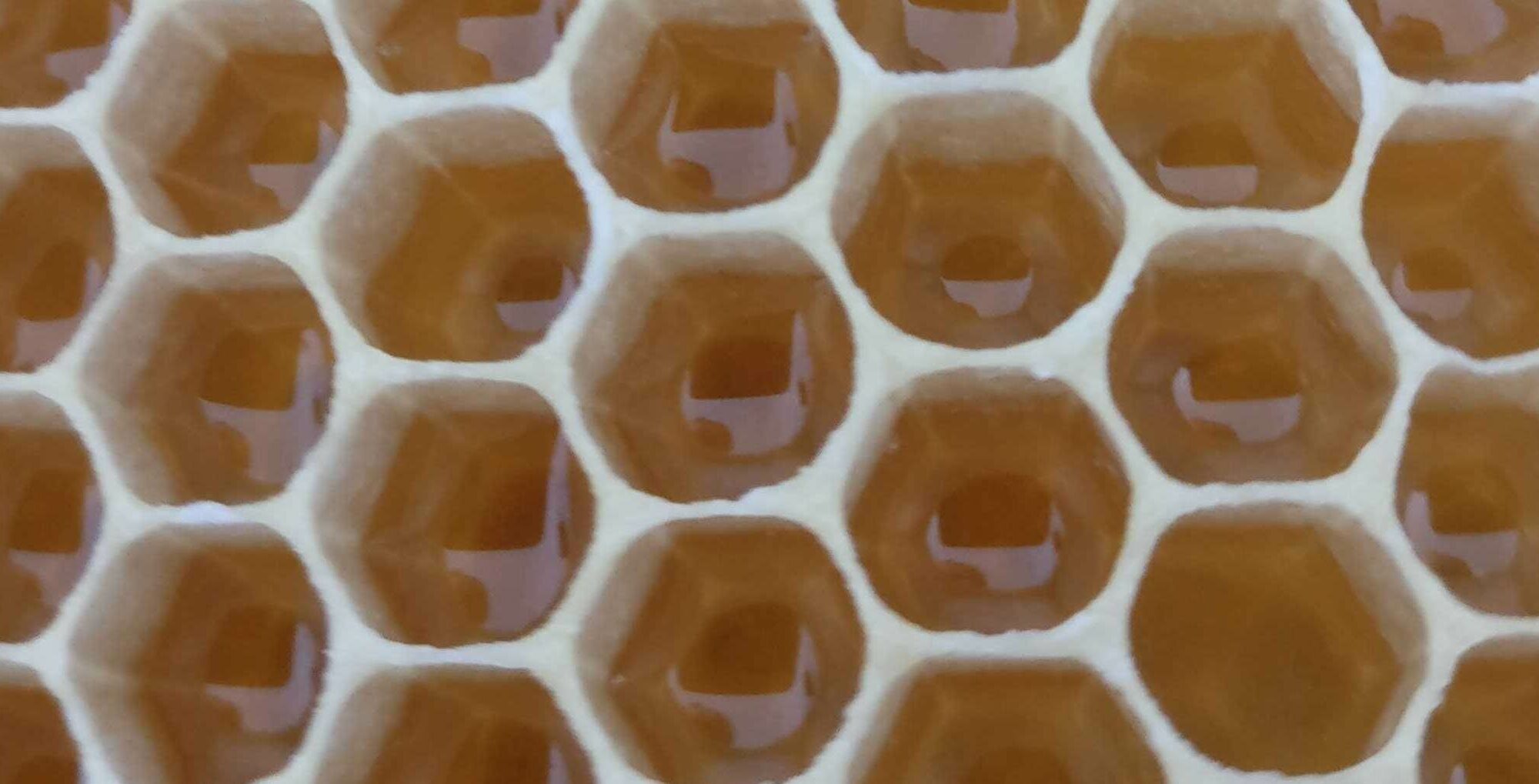 Honig Wabe offene Zellen