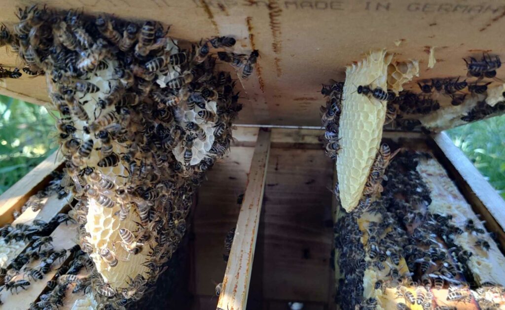 Wildbau in der Bienenbeute mit Beutenteiler