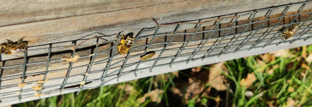 Bienen mit Pöllenhöschen am mäusegitter geschützem Flugloch.
Durchlenzung erfolgreich