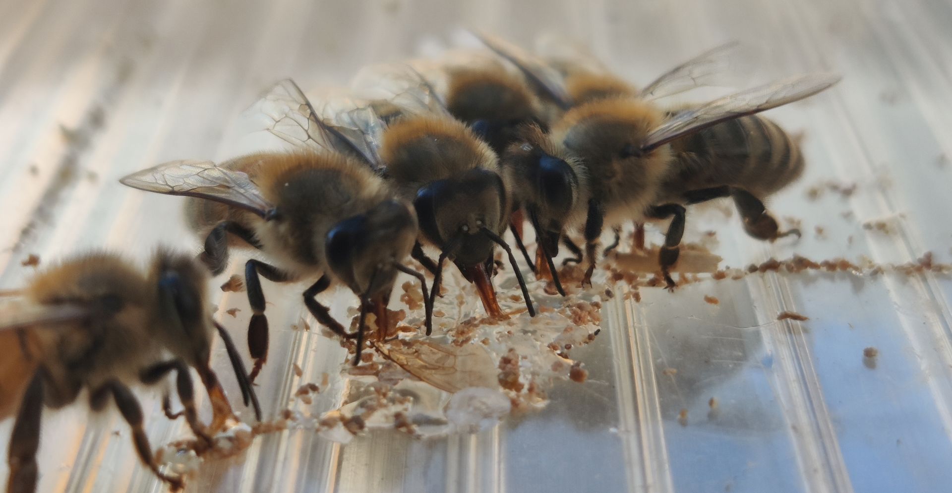 vier Bienen die über ihren Rüssel futter aufnehmen