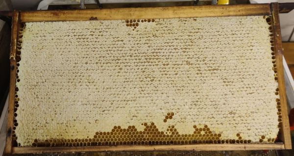 Der Weg des Honigs: von der Wabe bis ins Glas.