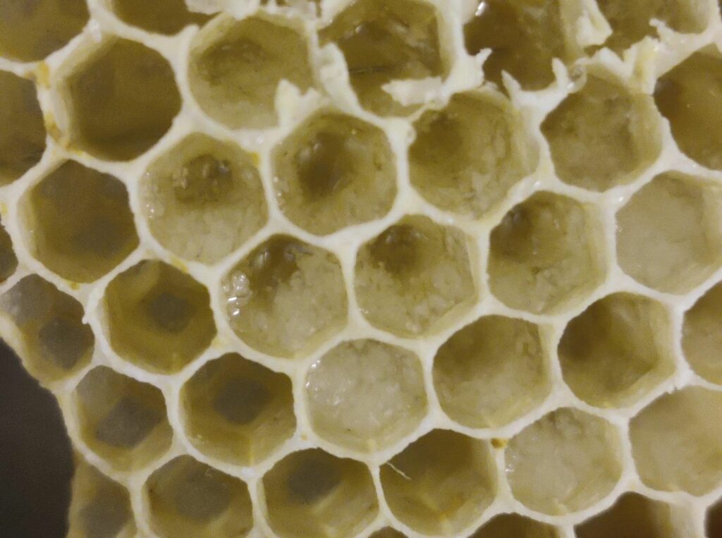 Frühtracht-Honig kristallisert sehr schnell - sogar in den Zellen.