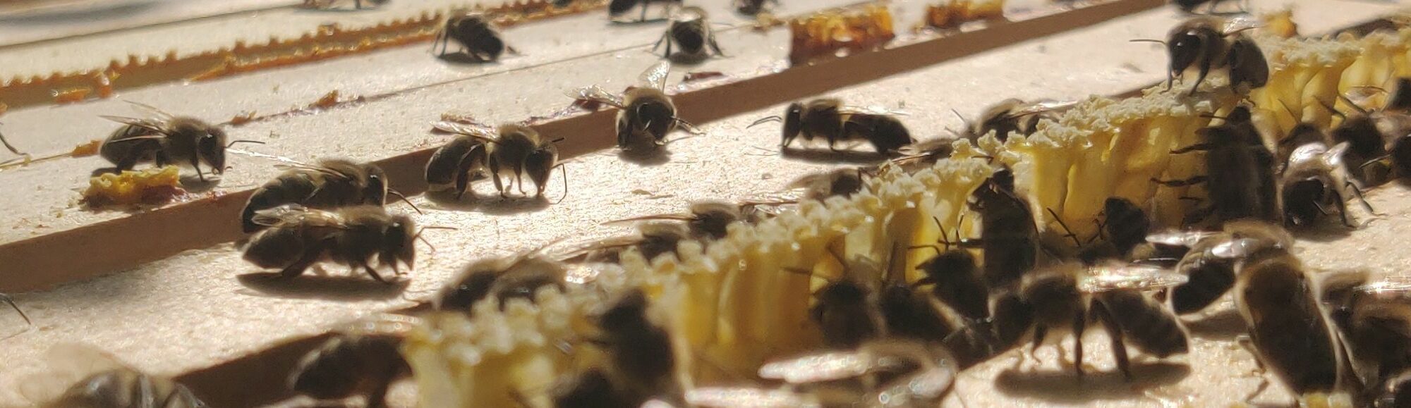Bienenkauf Banner: Bienenauf Oberträger mit etwas WildbauWachs